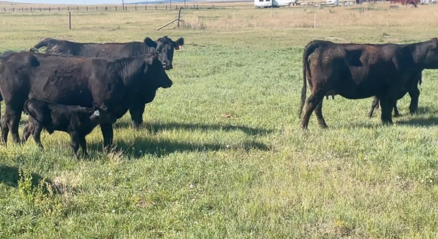 5 Head of Black Heifer pairs